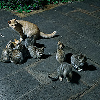 路灯下的小流浪猫，它们无家可归，我也只能是投喂