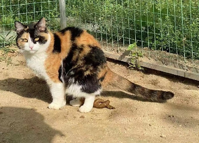 远离恶臭——猫砂盆小成本改造