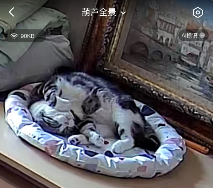 宠物冰垫