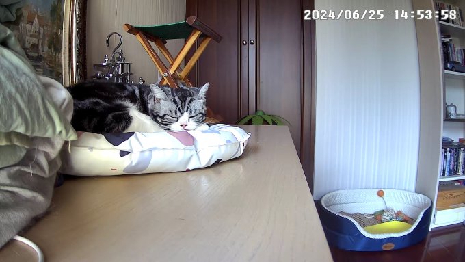 宠物冰垫