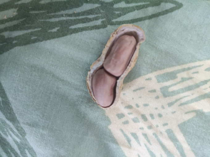 比比赞花生