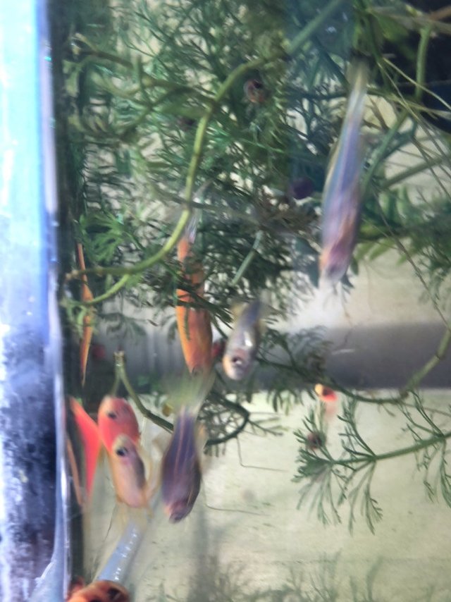 斑马鱼