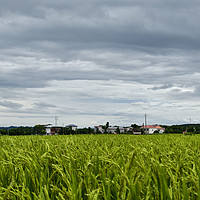 这个季节的稻田真是太美了 果然村里才是打工人的最终天堂