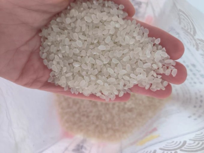 乳玉皇妃大米