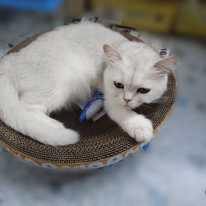 瓜洲牧猫抓板