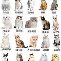 养猫必看：20种猫咪的优缺点全解析！
