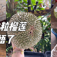 7天吃了38粒榴莲，马来西亚的榴莲有什么不一样