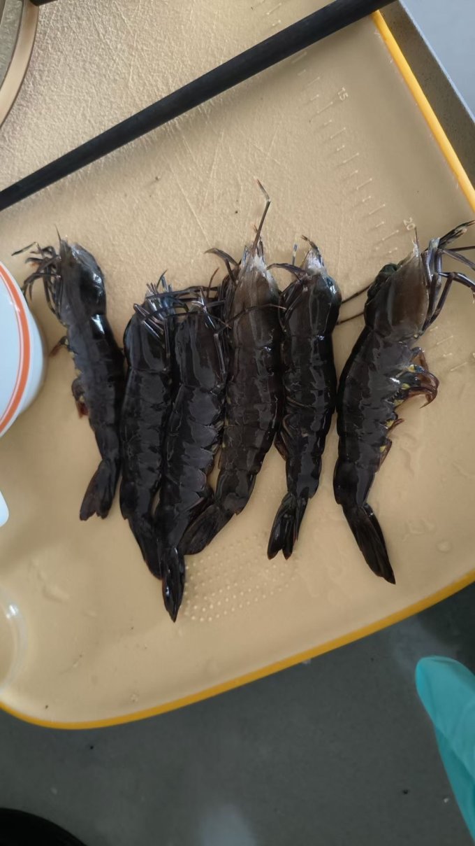 虾类