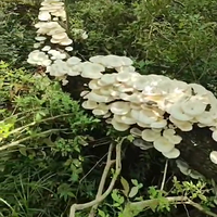 这么多蘑菇，有谁知道这是什么菇？