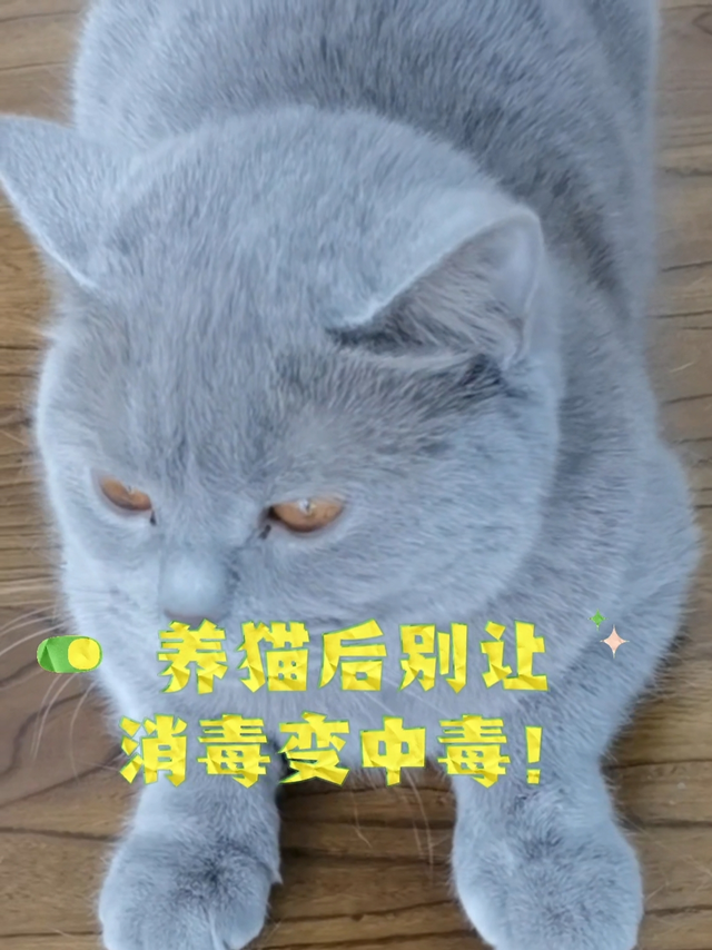 养猫家庭如何安全消毒？