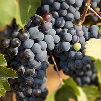 南非葡萄酒：西拉子Shiraz