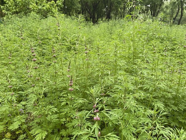 家有院子，撒撒益母草种子