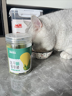 忽悠小馒头把猫草棒吃起来