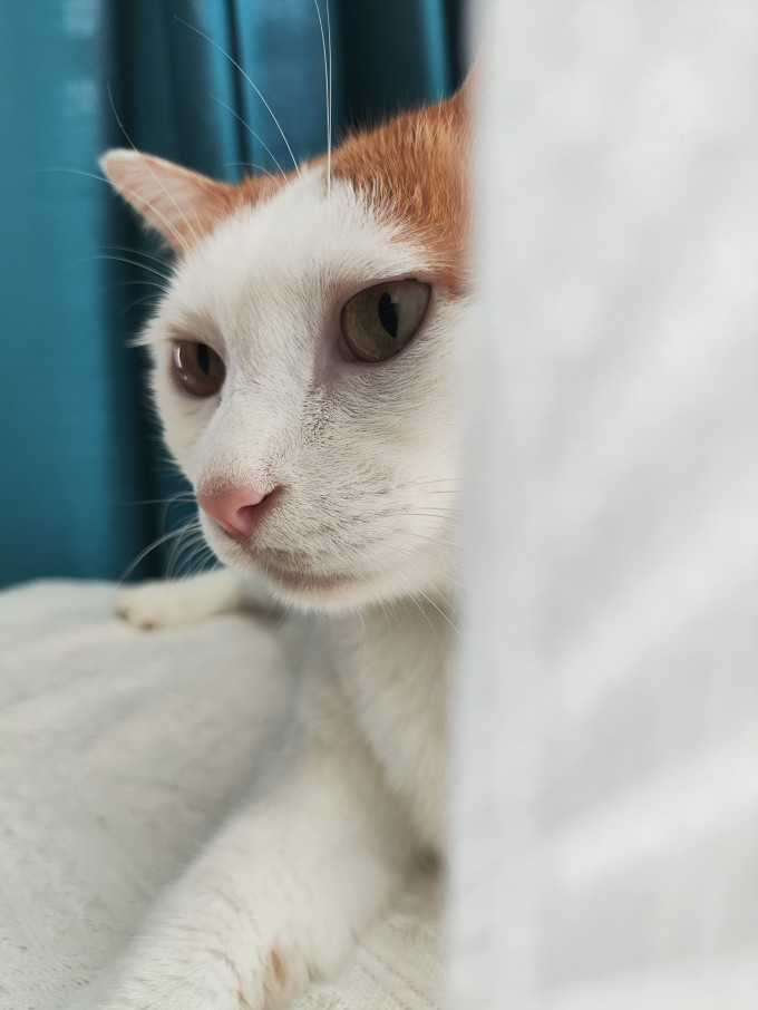 猫咪