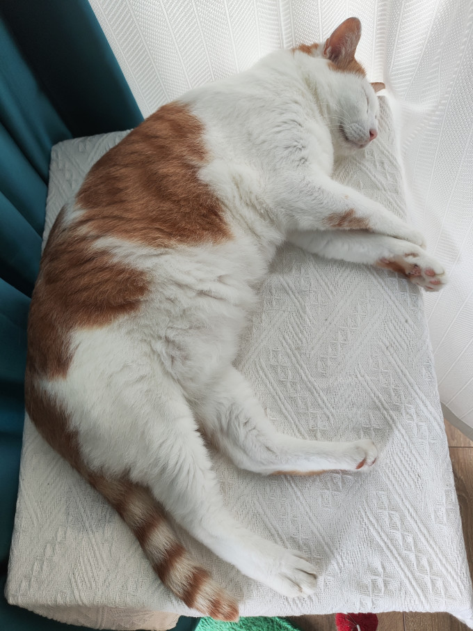 猫咪