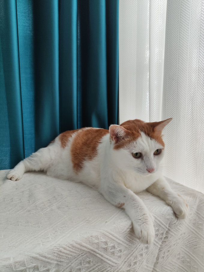 猫咪