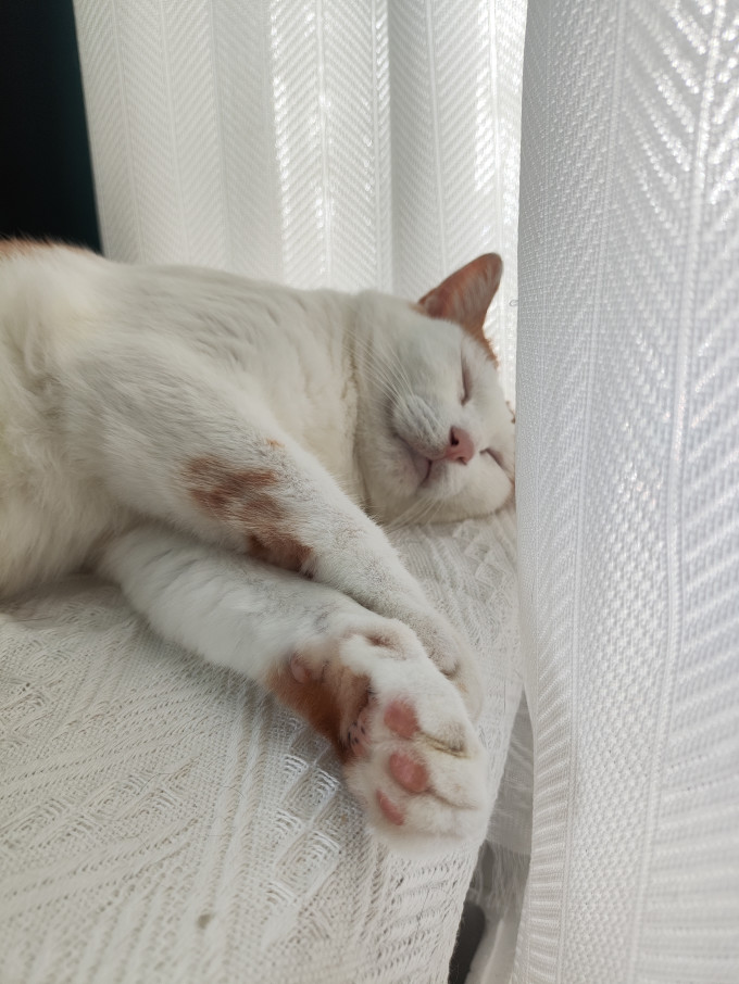 猫咪