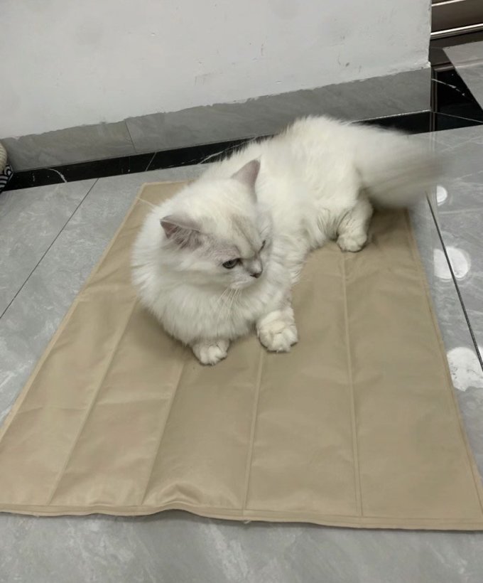 猫狗窝