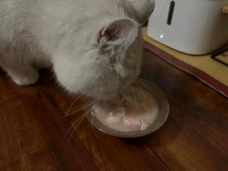 纽森纽森猫罐头 三文鱼口味