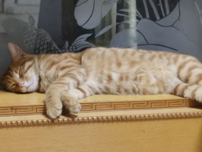 普安特宠物护肤美毛