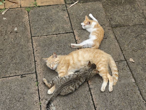 看着楼下悠闲休息的流浪猫，我却实在是高兴不起来