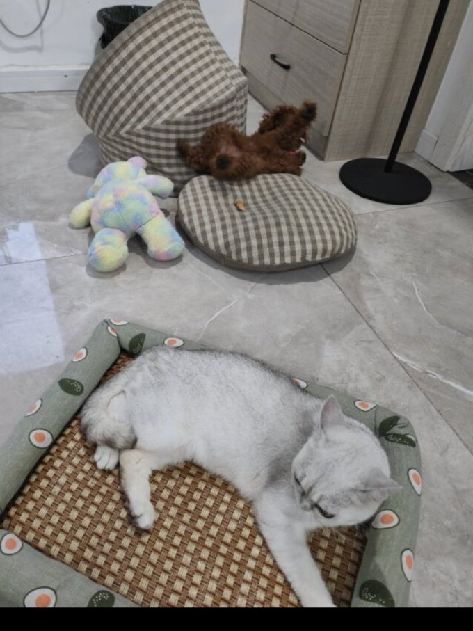 通用猫狗窝