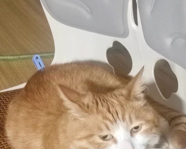 夏日必备！猫咪凉席，让主子清凉一夏