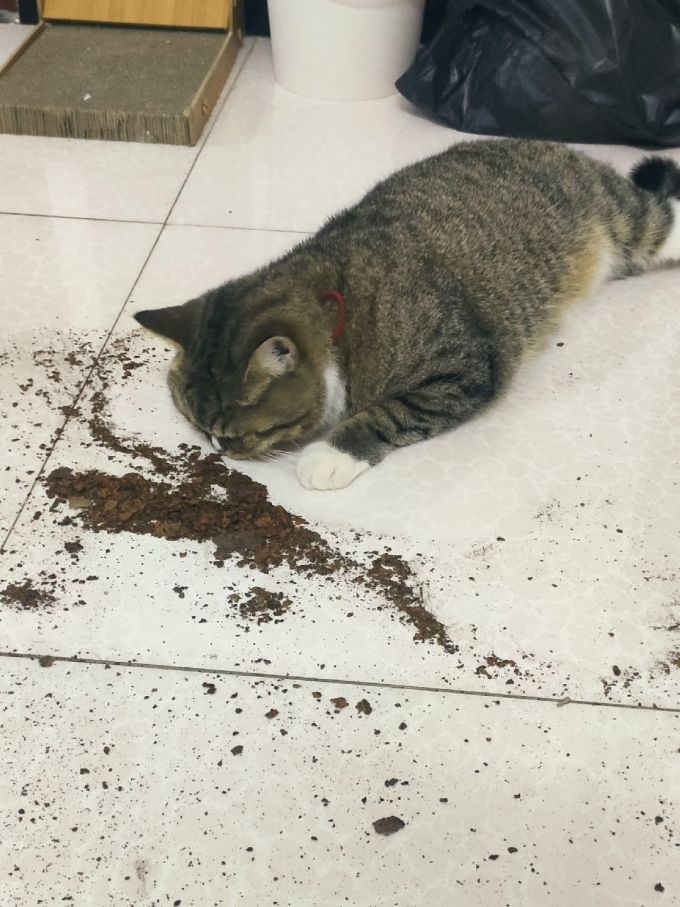 猫咪湿粮/罐头