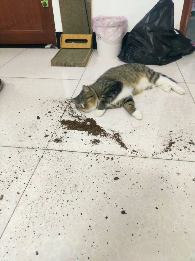 猫咪湿粮/罐头