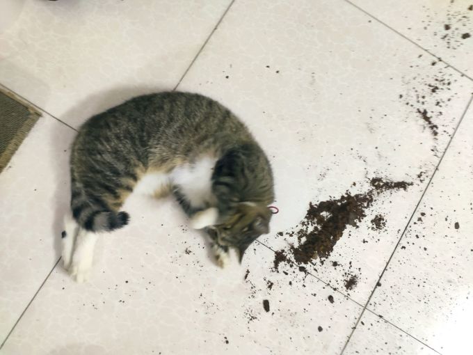 猫咪湿粮/罐头