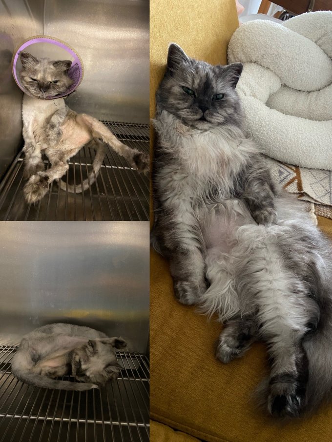 猫咪