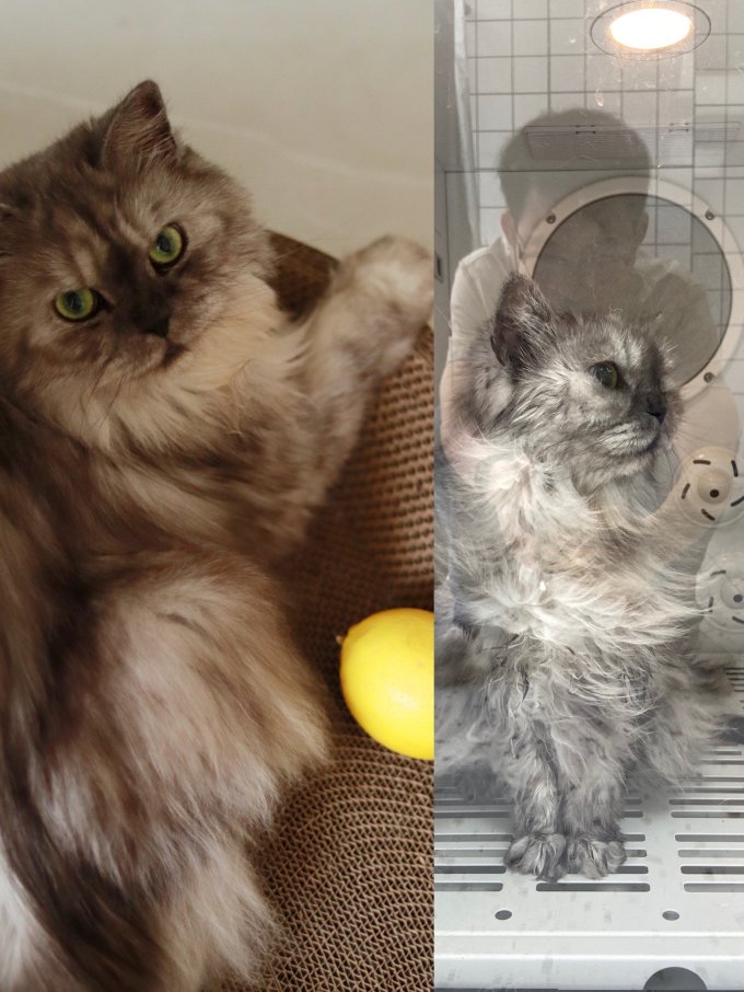 猫咪