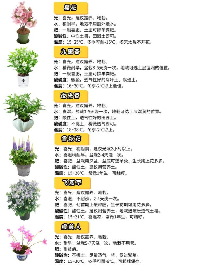 鲜花绿植