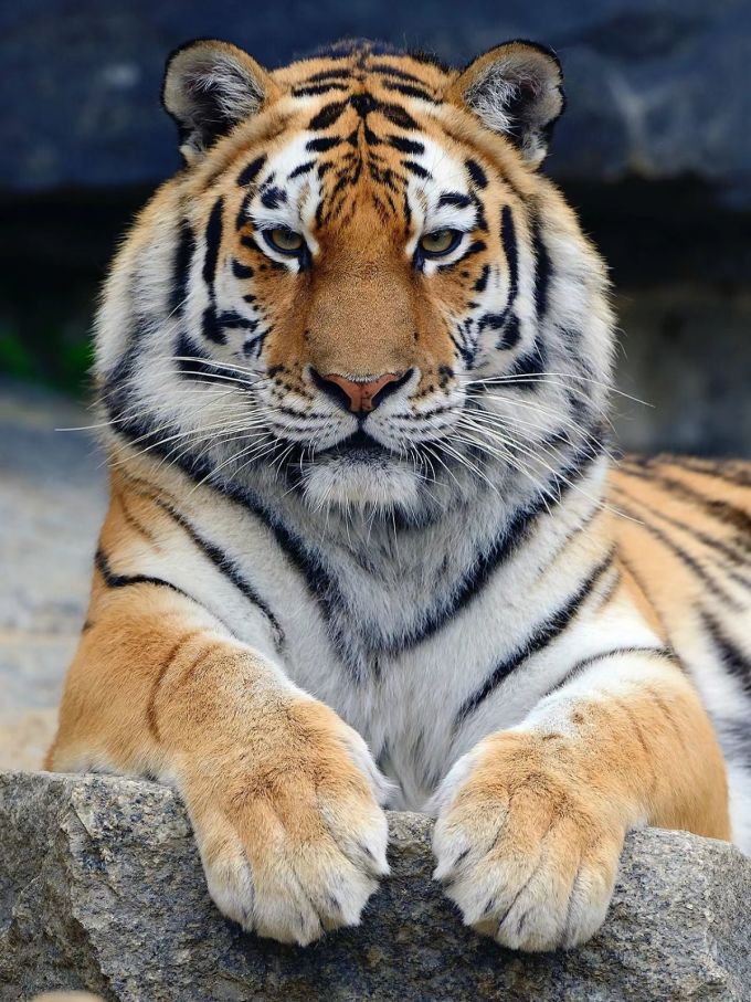 bbc英语纪录片老虎探秘