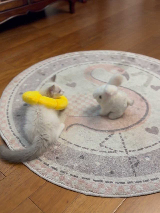 小猫咪的独白：世界那么大，妈咪太宠我