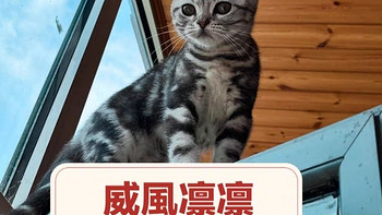 猫在夏天很容易遇到胃口不好的问题怎么办?