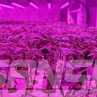 大棚专用LED全光谱植物补光灯|三思育苗方案