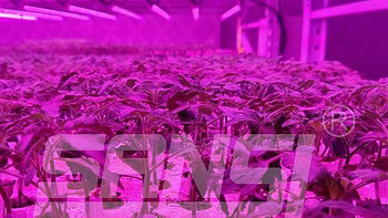 大棚专用LED全光谱植物补光灯|三思育苗方案