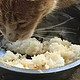 猫咪为何偏好猫粮而非剩饭剩菜？