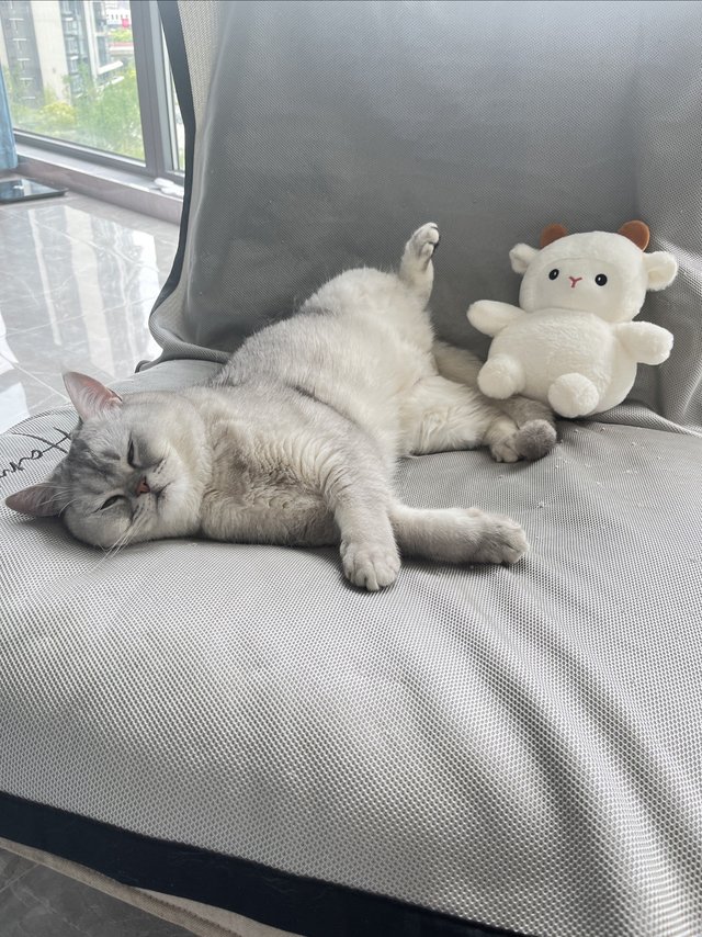 小馒头拉肚子腹泻益生菌来帮忙！