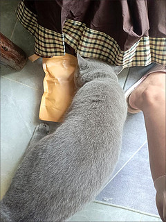 夏日养宠不再伸着小舌头 ，猫咪喜欢吃的零食 小鱼干儿 