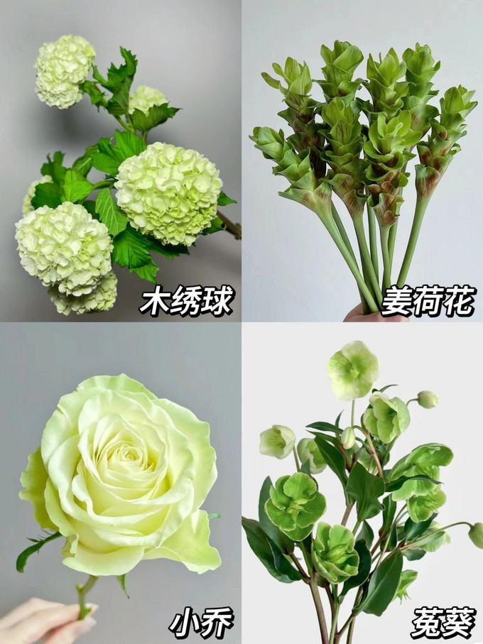 鲜花绿植