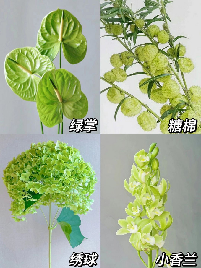 鲜花绿植