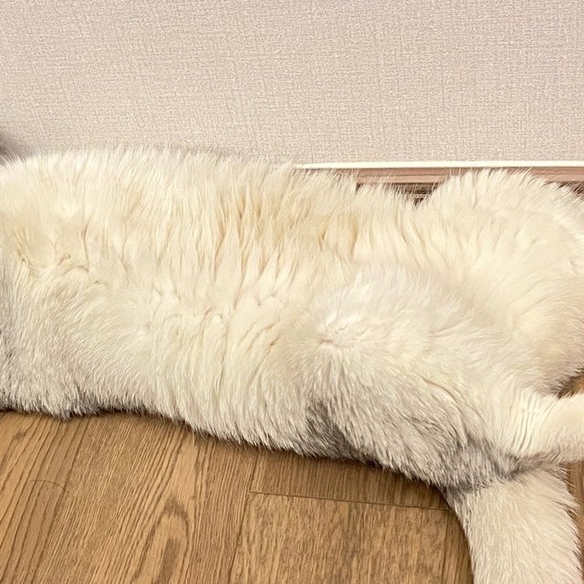 夏天，小馒头只想静静地躺着！