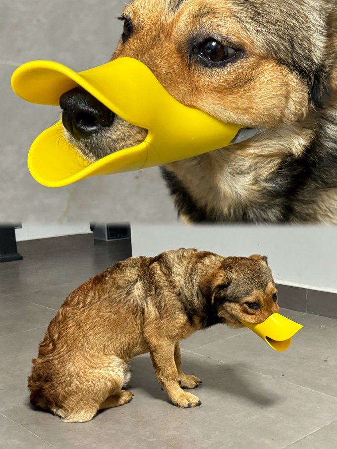VOA其他宠物出行装备