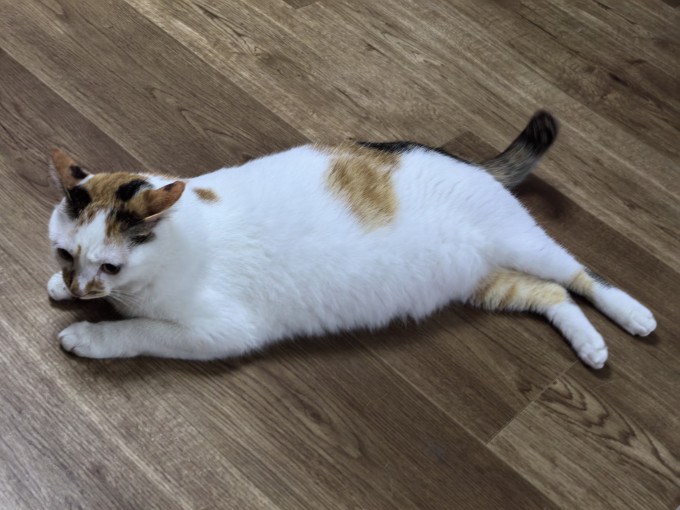 麦富迪猫咪干粮