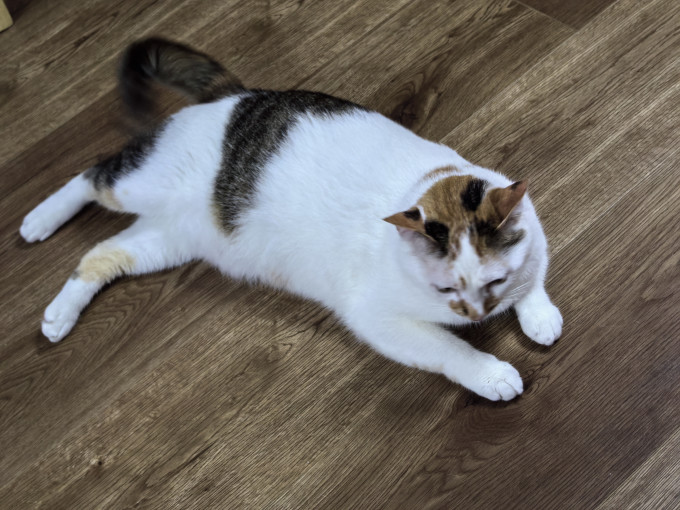 麦富迪猫咪干粮