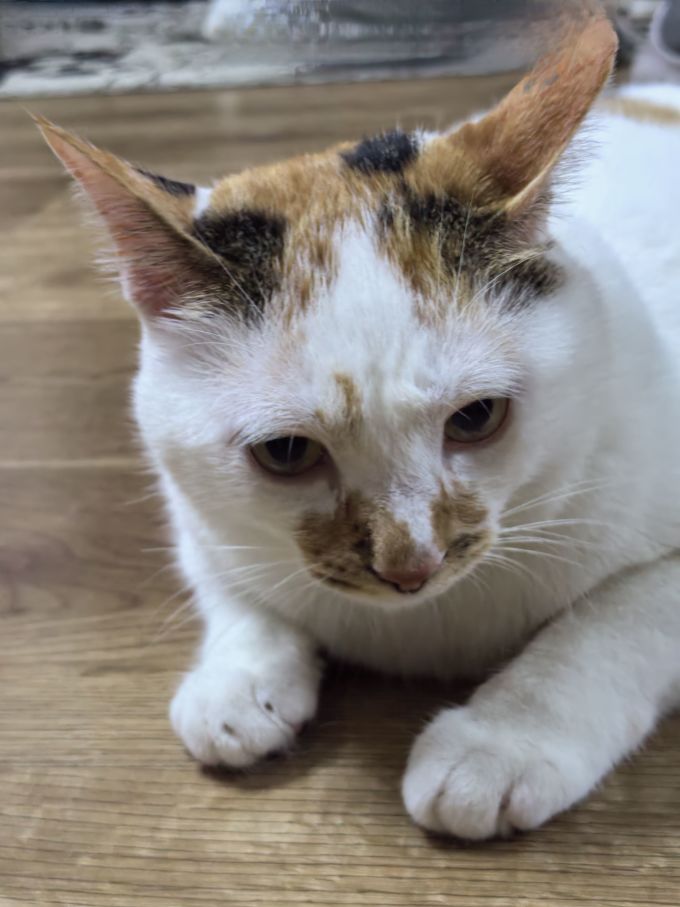 麦富迪猫咪干粮