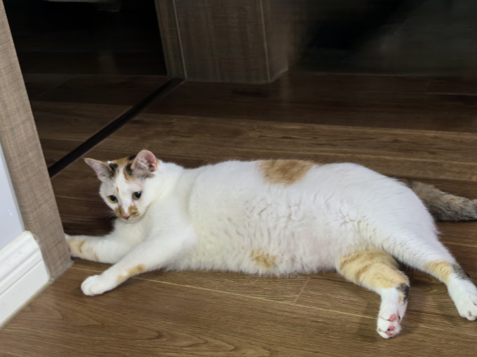 麦富迪猫咪干粮