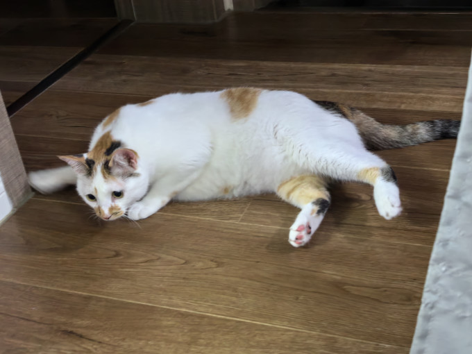 麦富迪猫咪干粮